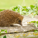 Image for article titled MP Proposes: Make the Hedgehog the National Symbol of the United Kingdom
